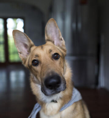Leo, Curious Student